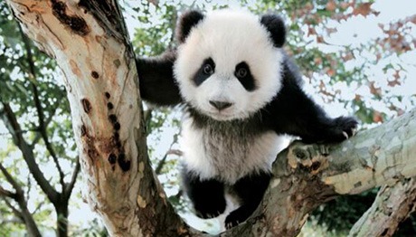 英语四川，不止熊猫